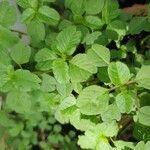 Amaranthus blitum Folha