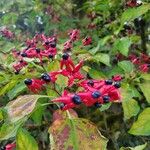 Clerodendrum trichotomum Квітка