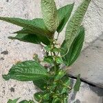 Acalypha australis Leaf