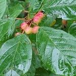 Frangula alnus Fruit