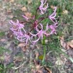 Nerine undulata Flower