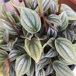 Peperomia caperataLeht