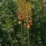 Eremurus stenophyllus Flower