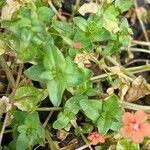 Lysimachia arvensis Feuille