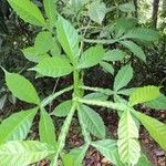 Vitex altissima Leaf