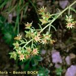 Saxifraga mutata Drugo