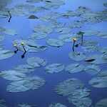 Nuphar lutea Flower