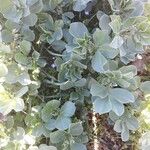 Mertensia maritima Leaf