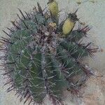 Ferocactus herrerae Hostoa