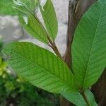 Psidium guajava Лист