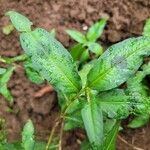 Persicaria maculosaЛист