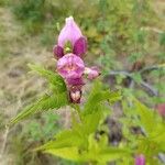 Chelone obliqua Blüte