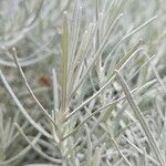 Helichrysum italicum Blad