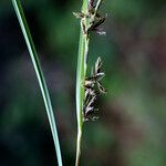 Carex wahlenbergiana Λουλούδι