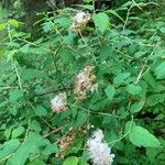 Spiraea chamaedryfoliaFlower