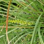 Microtis unifolia Flor