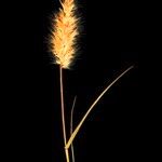 Enneapogon desvauxii Floro