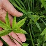 Anemonastrum canadense Leaf