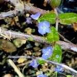 Veronica americana Floare