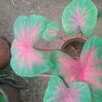 Caladium bicolor Feuille