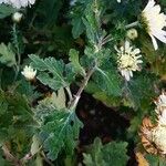 Chrysanthemum x grandiflorum Листок