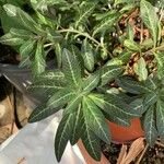 Lysimachia minoricensis Hoja