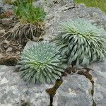 Saxifraga longifolia Blad