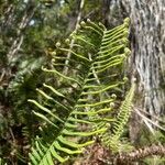 Pteris longifolia Листок