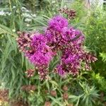 Vernonia fasciculata Flor