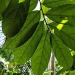 Aristolochia arborea Frunză