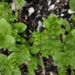 Triodanis perfoliata Blatt