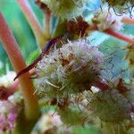 Boehmeria penduliflora Kvet