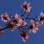 Magnolia campbellii 花