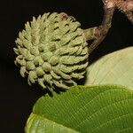 Annona holosericea