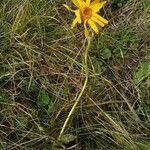 Arnica montana Λουλούδι