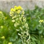 Biscutella maritima Fula