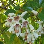 Pandorea pandorana പുഷ്പം