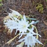 Pancratium maritimumFlor