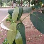 Syzygium samarangense Blatt