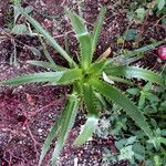 Eryngium yuccifolium Vekstform