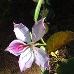 Bauhinia variegata ᱵᱟᱦᱟ