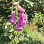 Digitalis thapsiFlor