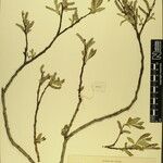 Salix obscura その他の提案