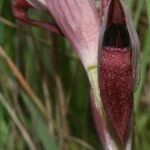 Serapias strictiflora Flower