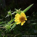 Helianthus californicus Květ