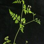 Chaerophyllum villosum
