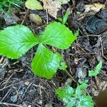 Rubus hispidus Leaf