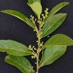 Ilex affinis Leaf