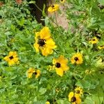 Rudbeckia trilobaFiore