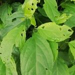 Erythrococca chevalieri Φύλλο